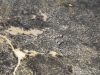 61-IMG_2818