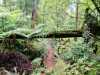 Azoren_Sao_Miguel_68 Azoren_Sao_Miguel_68