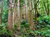 Azoren_Sao_Miguel_73 Azoren_Sao_Miguel_73